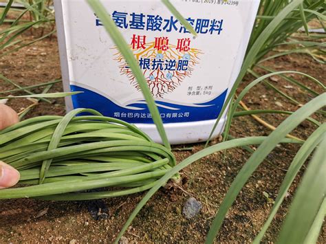 木太 韭菜肥料